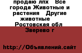 продаю лпх - Все города Животные и растения » Другие животные   . Ростовская обл.,Зверево г.